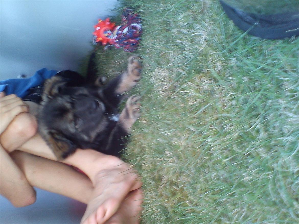 Finsk lapphund Cico - Tager lige en slapper ved min dejlige ejer på en varm sommer dag!:) billede 5