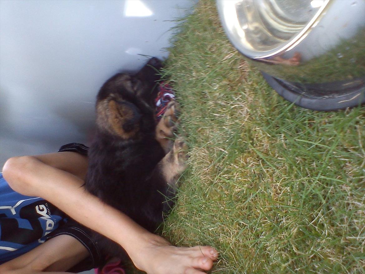 Finsk lapphund Cico - Slapper meget af!:) billede 6