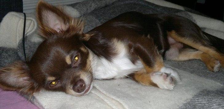 Chihuahua High Fly Justin Time Valentino - Valentino putter billede 5