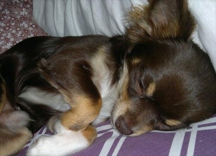 Chihuahua High Fly Justin Time Valentino - En træt lille hund ;o) billede 6