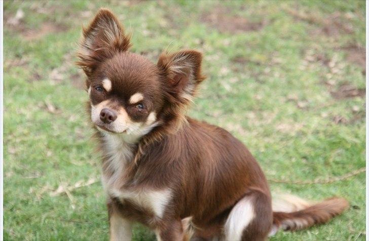 Chihuahua High Fly Justin Time Valentino - Valentino's mor! High Fly Dubai Pearl billede 8