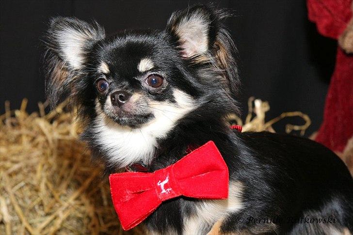 Chihuahua Charlie billede 9