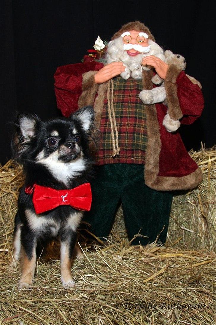 Chihuahua Charlie billede 10