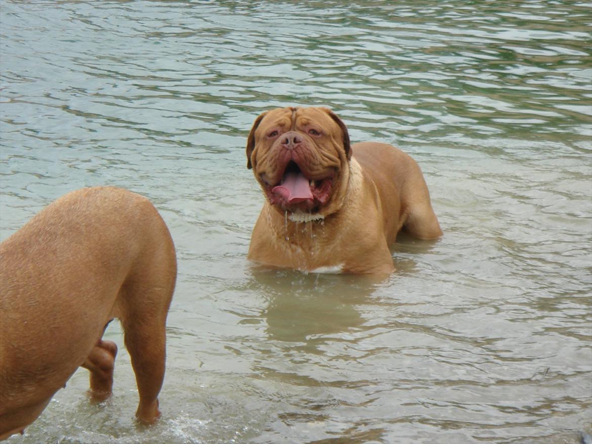 Dogue de bordeaux Ubu De El Siscar billede 3