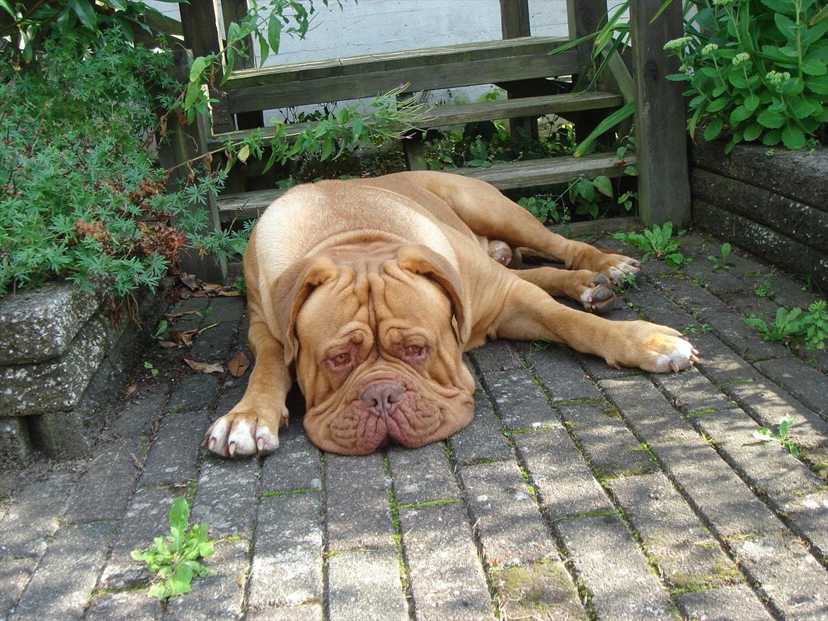 Dogue de bordeaux Ubu De El Siscar billede 8