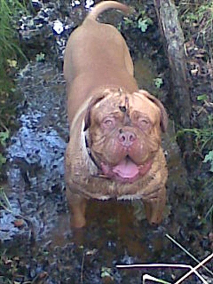 Dogue de bordeaux Ubu De El Siscar billede 10