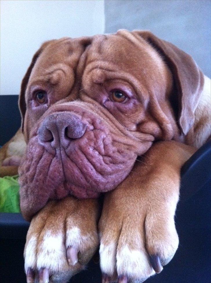 Dogue de bordeaux Ubu De El Siscar billede 1