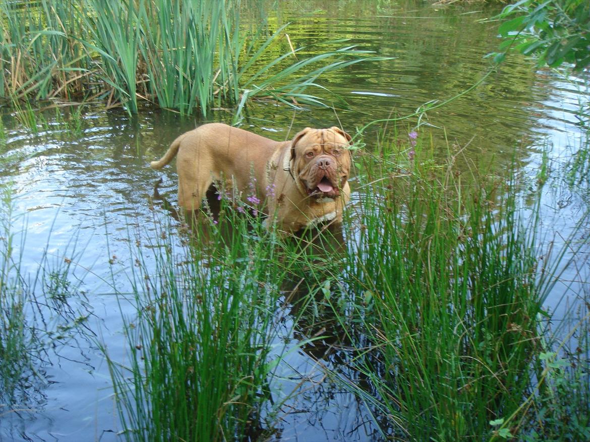 Dogue de bordeaux Ubu De El Siscar billede 6