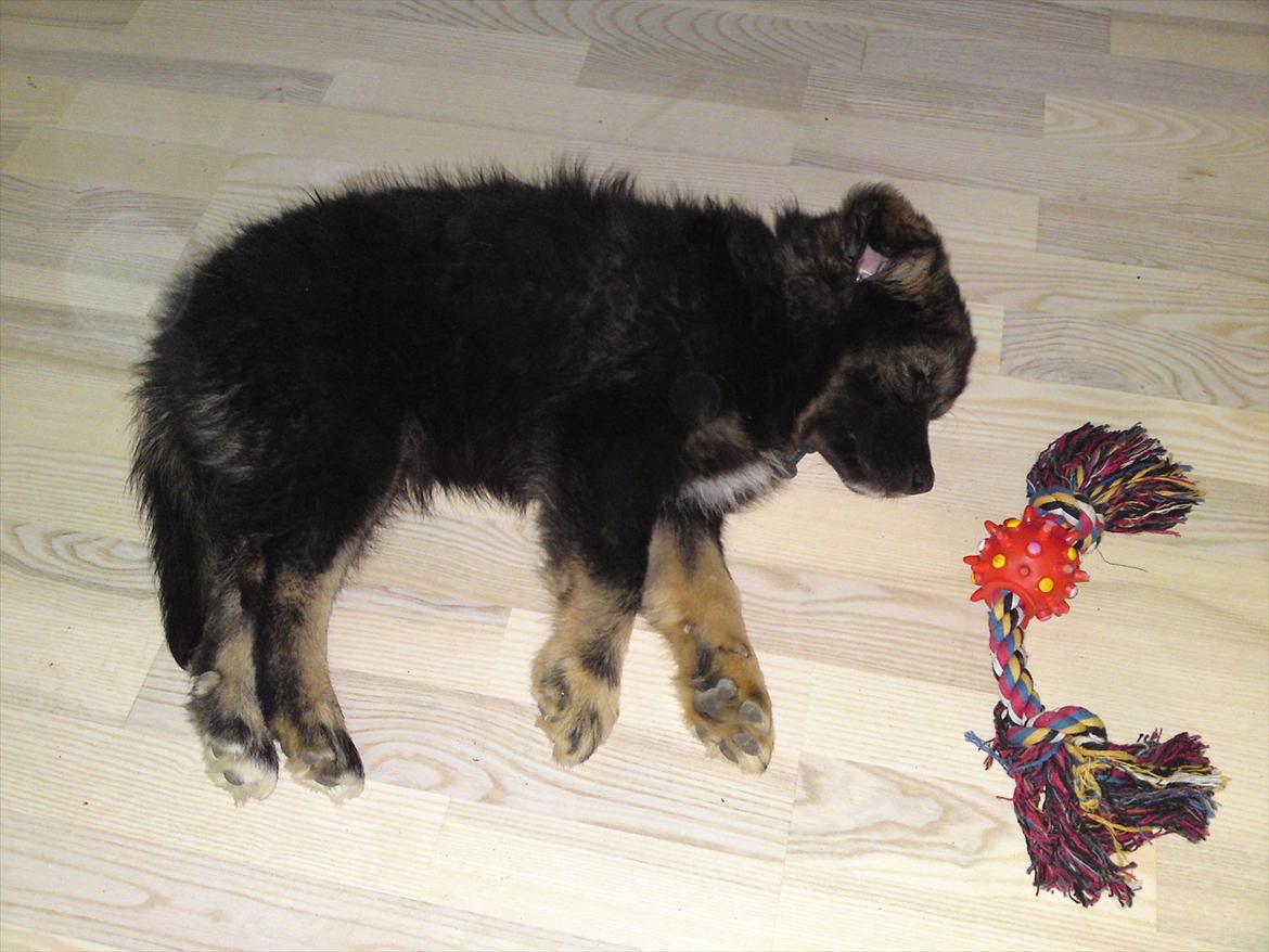 Finsk lapphund Cico - sover trykt!! billede 7