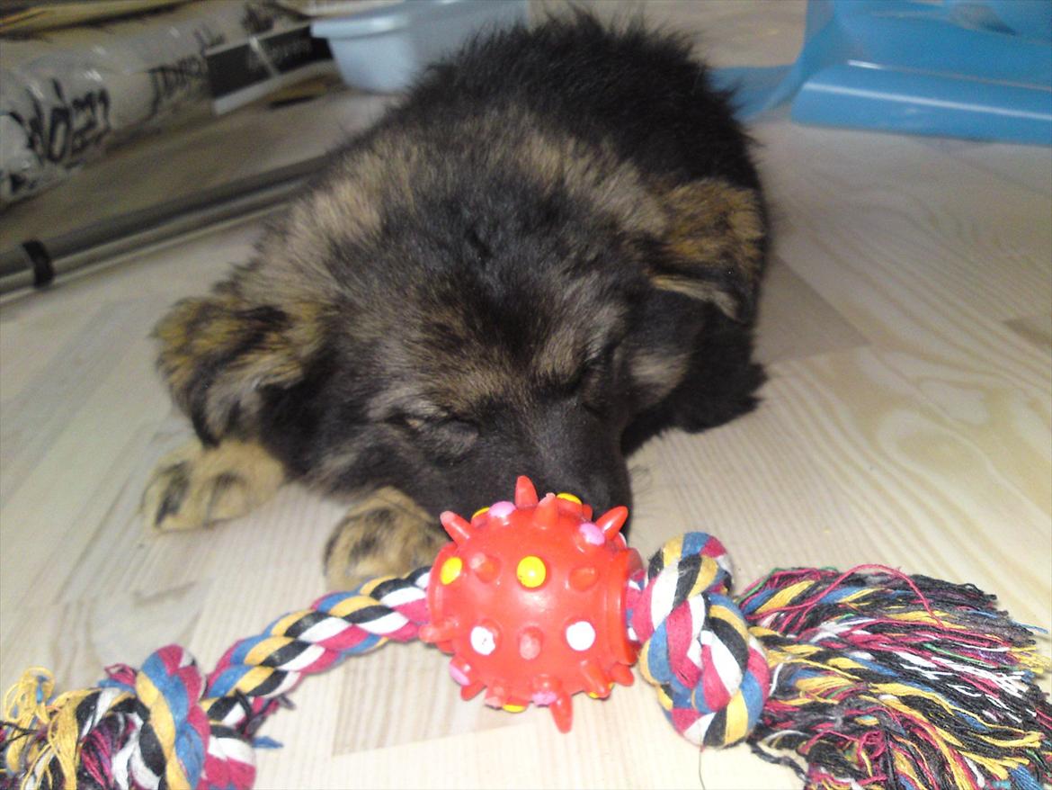 Finsk lapphund Cico - <3<3<3 billede 8