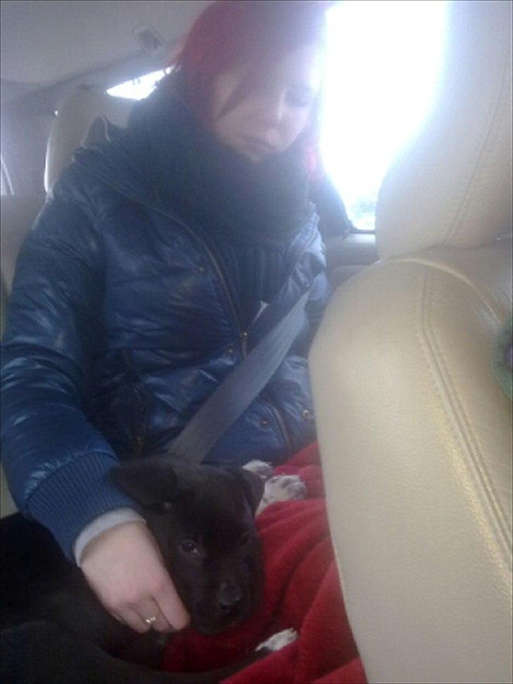 Blanding af racer Berta - Berta og Mor på vej til det nye hjem :) billede 1