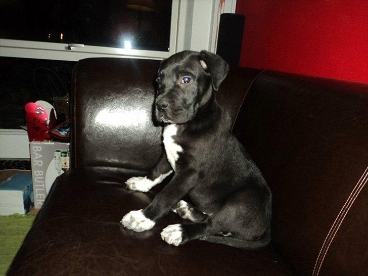 Blanding af racer Berta billede 2