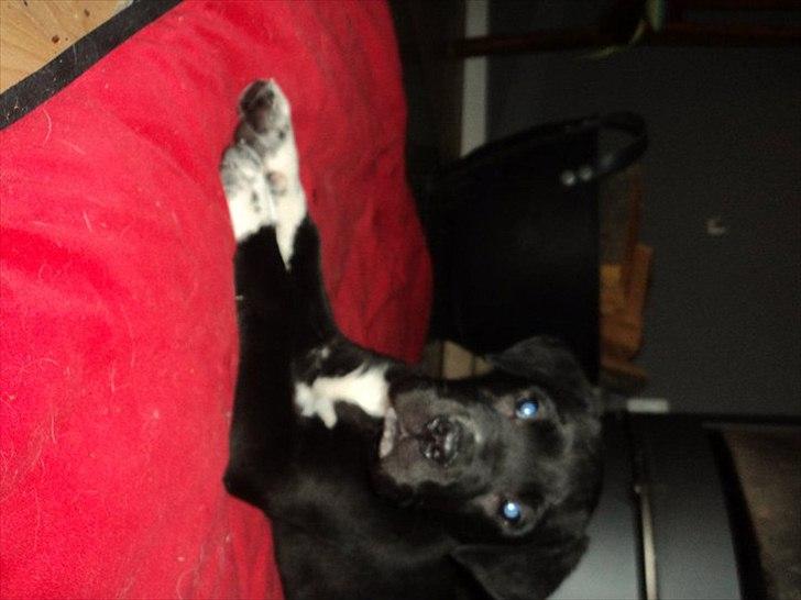 Blanding af racer Berta billede 3