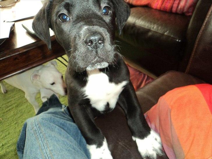 Blanding af racer Berta billede 4