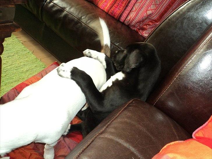 Blanding af racer Berta - Berta og bernhard Leger :) billede 5