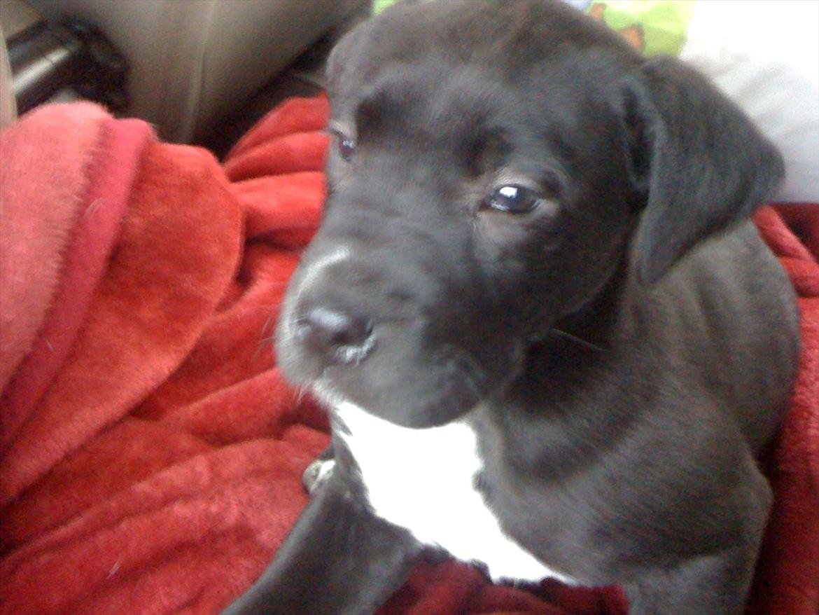 Blanding af racer Berta billede 6