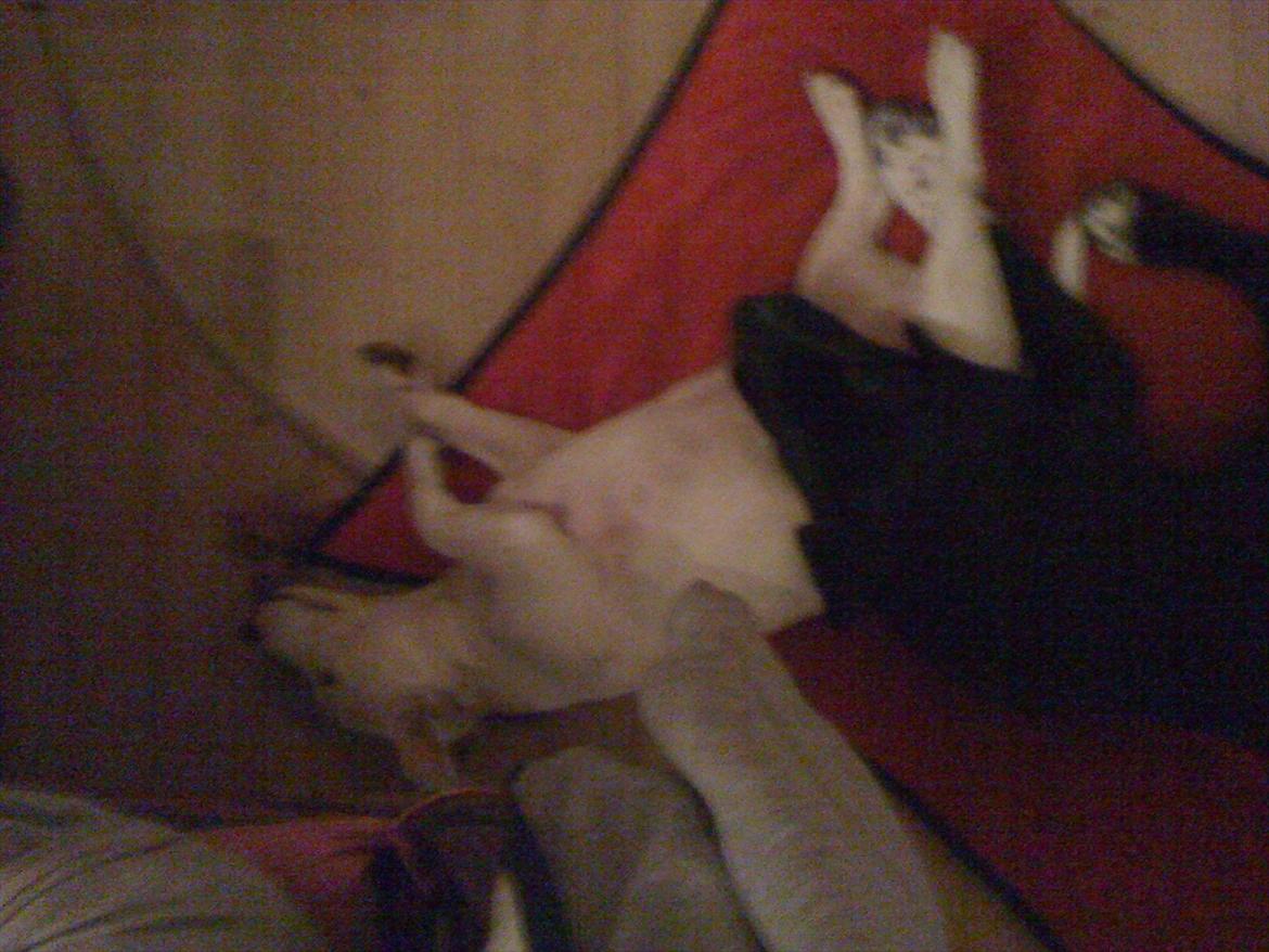 Blanding af racer Berta - Berta og bernhard sover :) billede 7