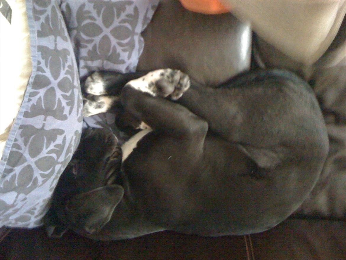 Blanding af racer Berta billede 8