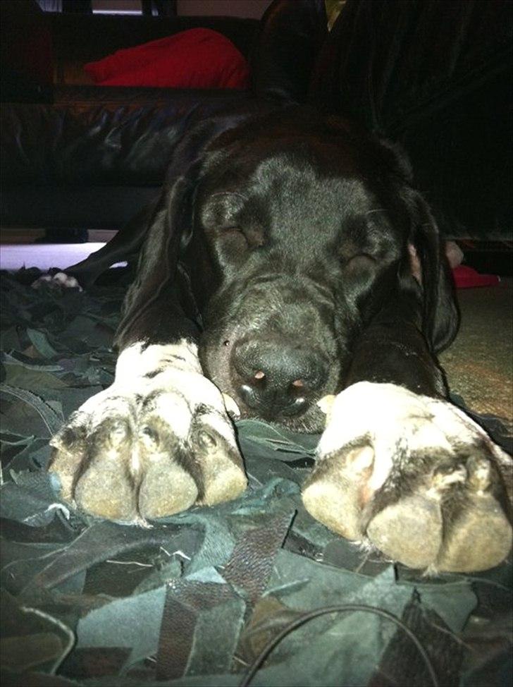 Blanding af racer Berta billede 9