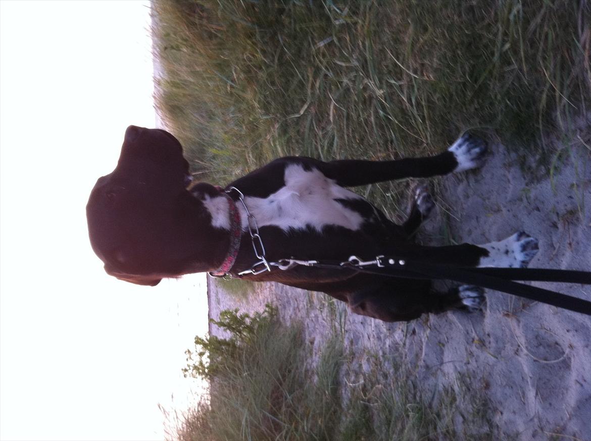 Blanding af racer Berta billede 10