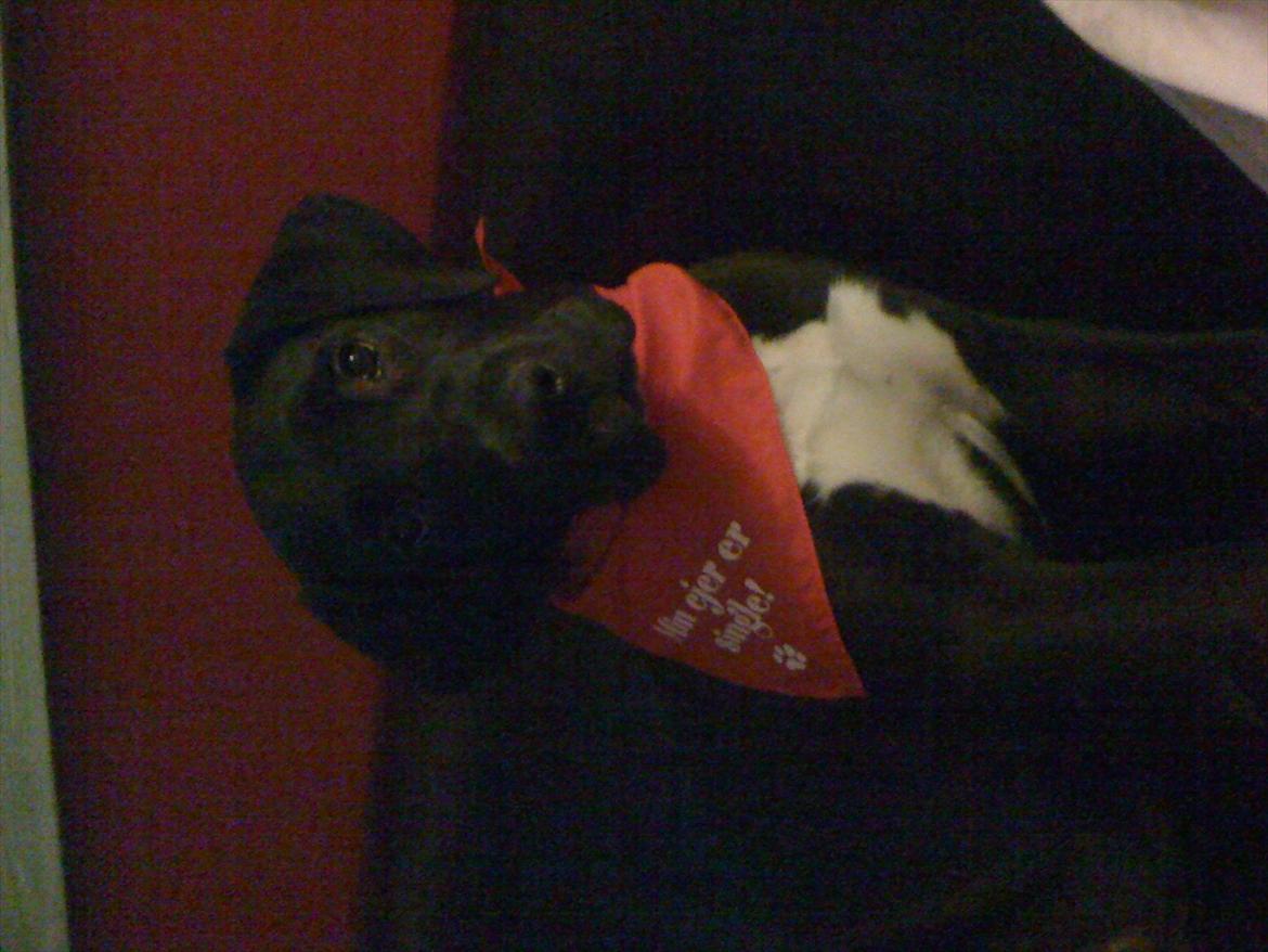 Blanding af racer Berta billede 11