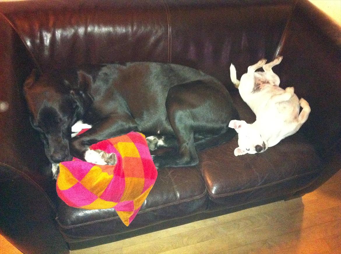 Blanding af racer Berta billede 13