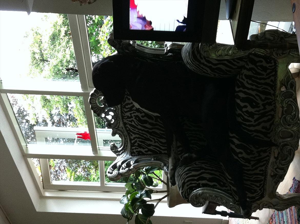 Blanding af racer Berta billede 14