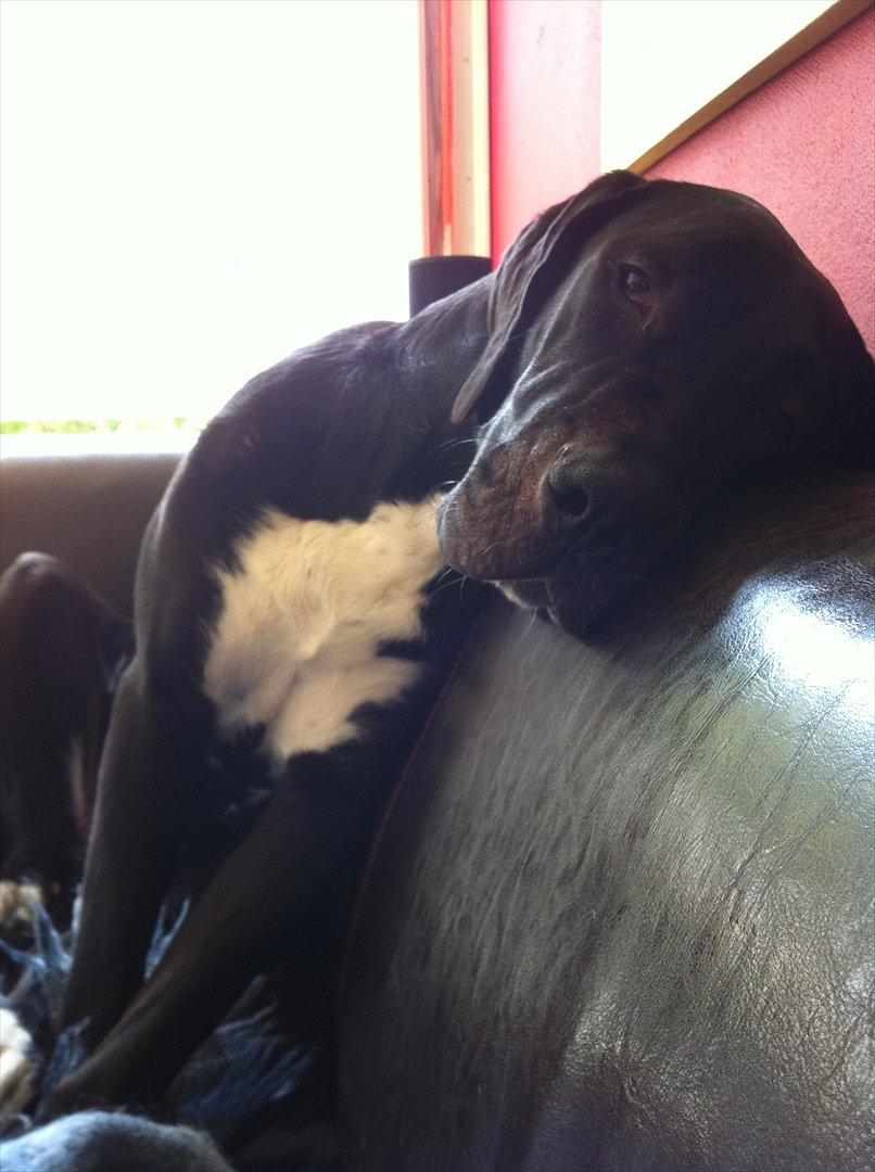 Blanding af racer Berta billede 15