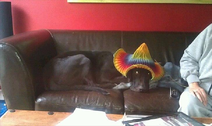 Blanding af racer Berta billede 16