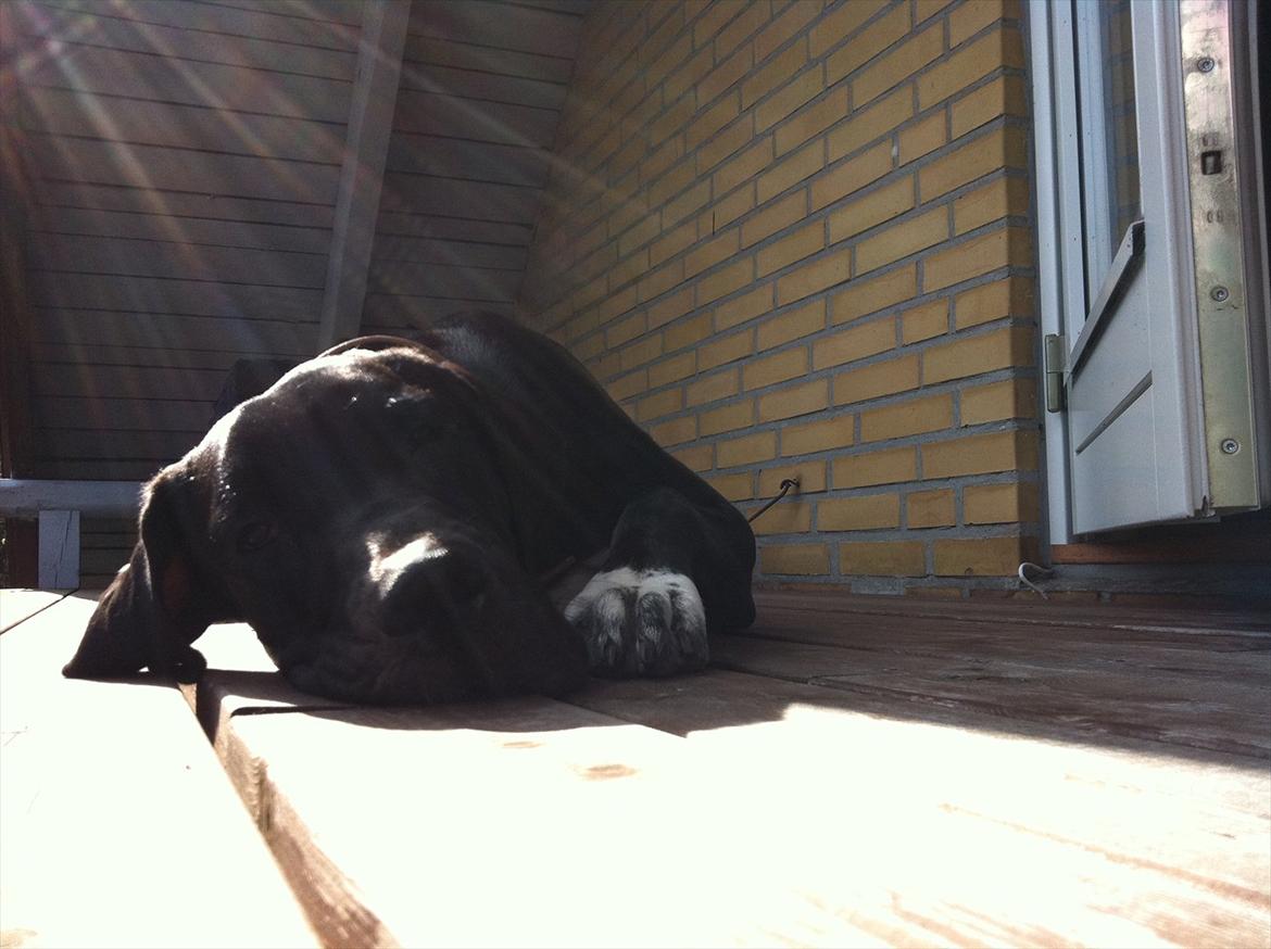 Blanding af racer Berta billede 17