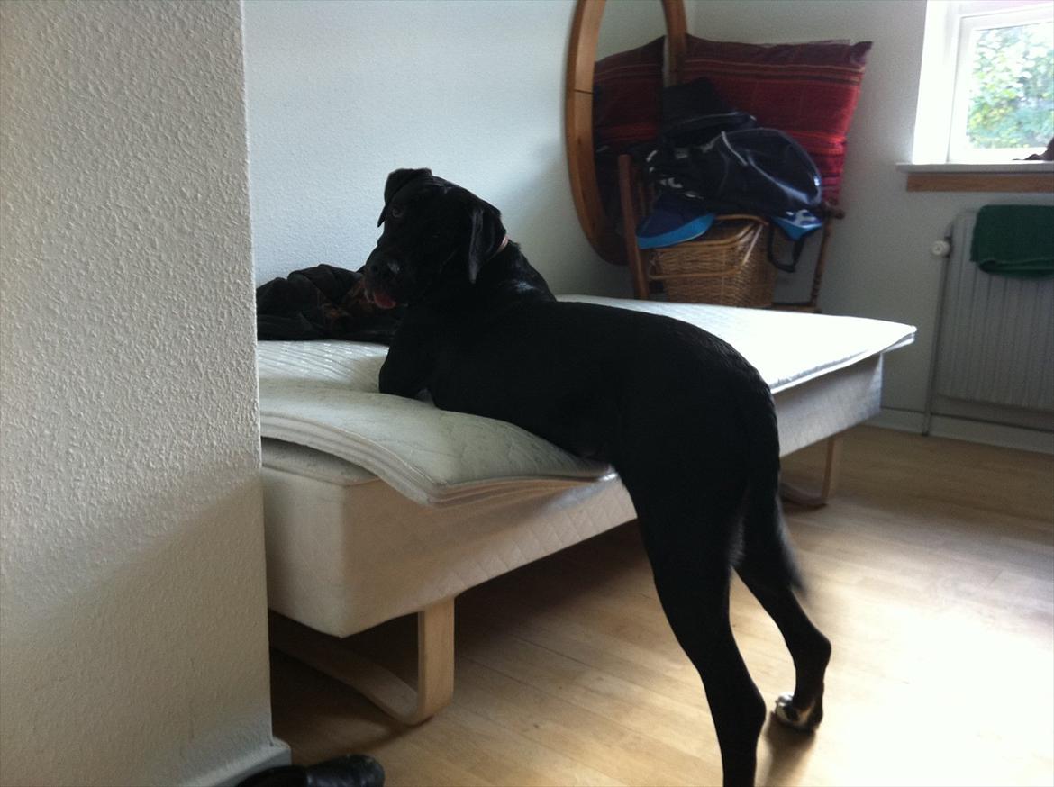 Blanding af racer Berta billede 18