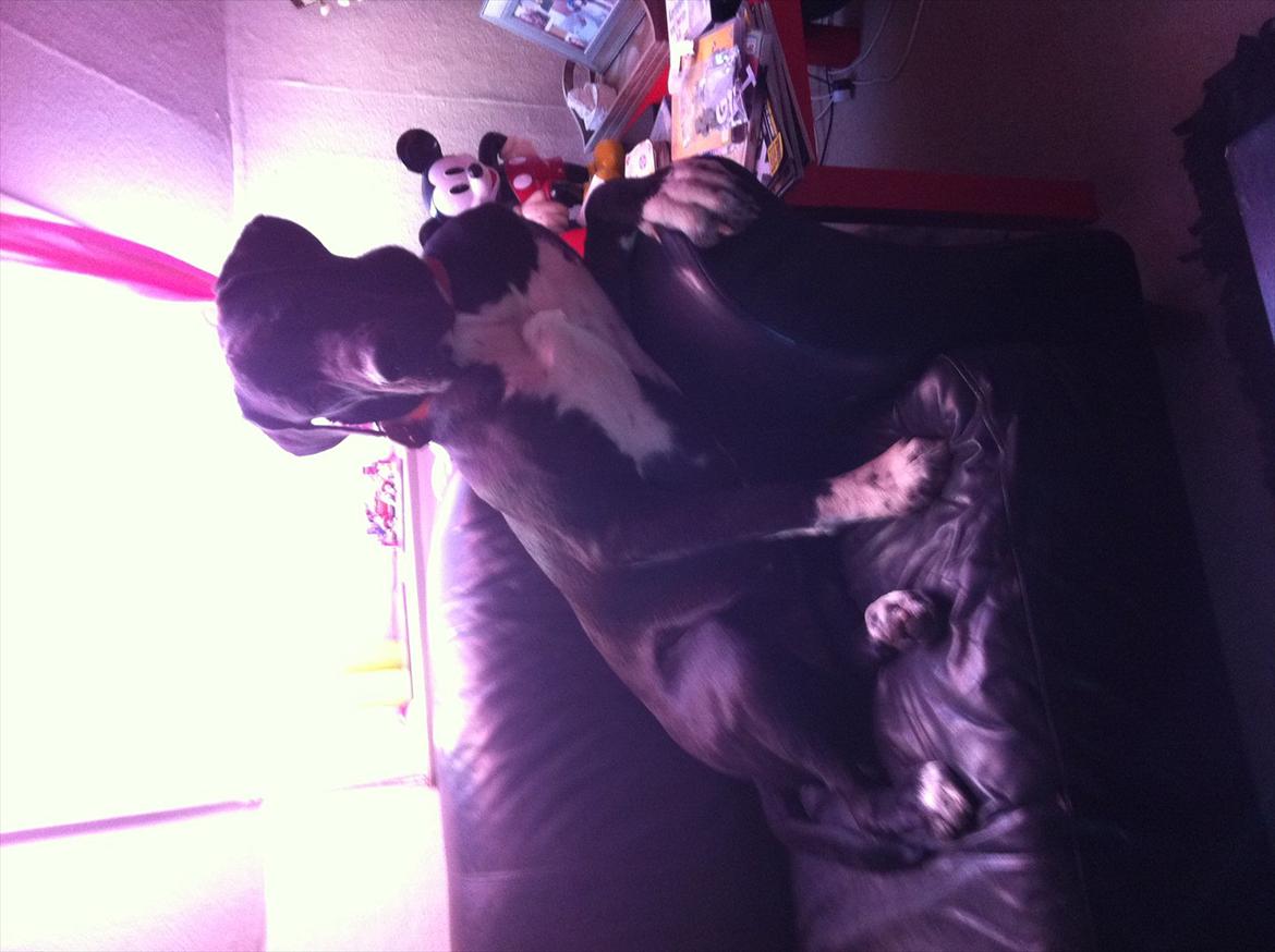 Blanding af racer Berta billede 19