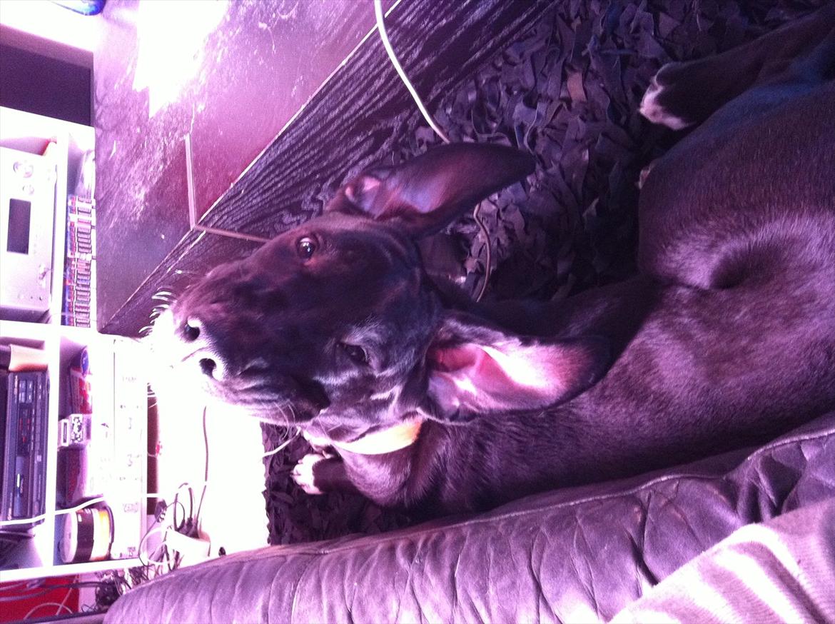 Blanding af racer Berta billede 20