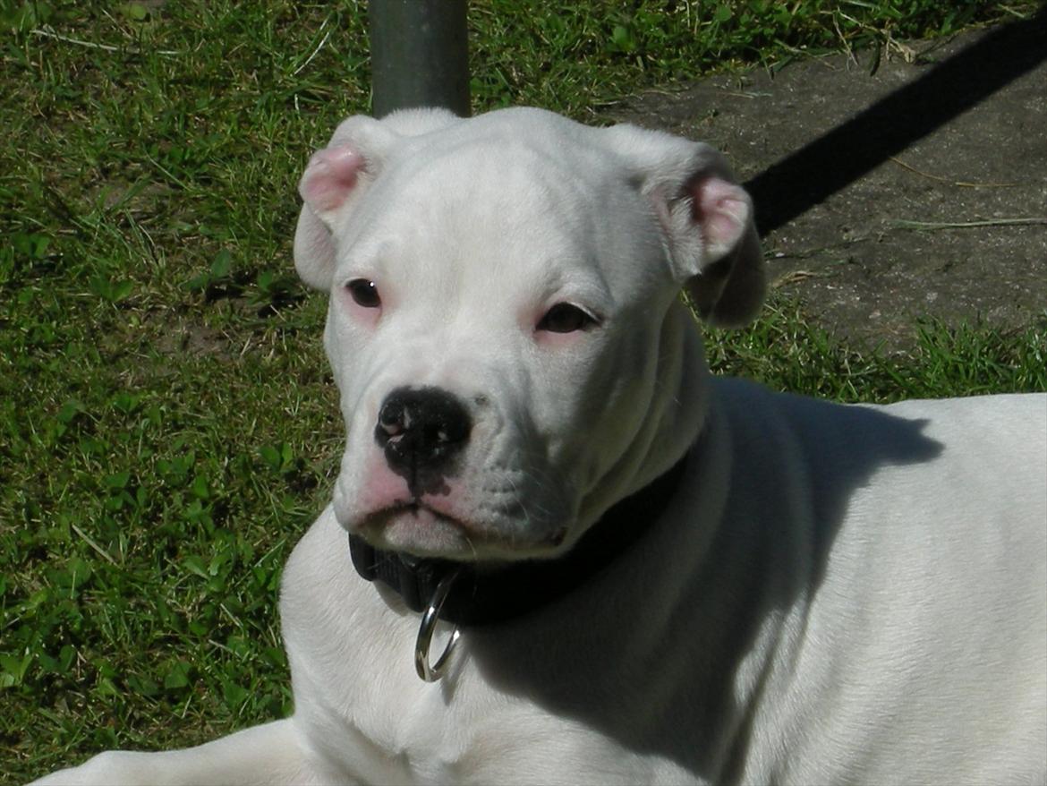 Amerikansk bulldog Kettners Esmeralda"Gaia" 11.03.2007-23.07.2019 billede 7