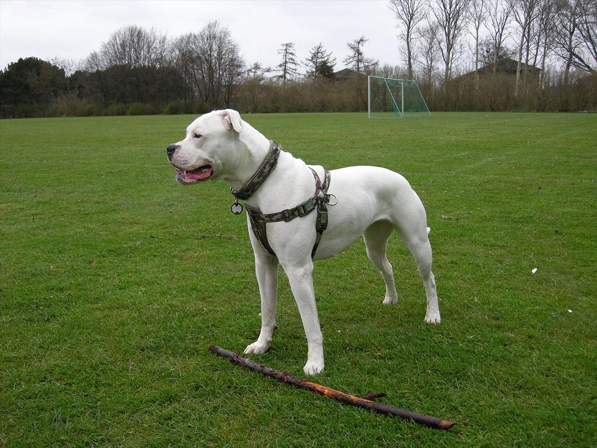 Amerikansk bulldog Kettners Esmeralda"Gaia" 11.03.2007-23.07.2019 billede 4