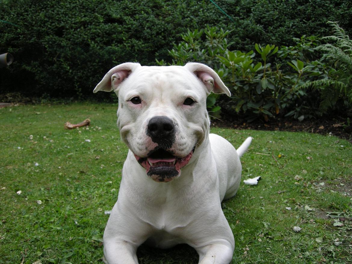 Amerikansk bulldog Kettners Esmeralda"Gaia" 11.03.2007-23.07.2019 billede 9