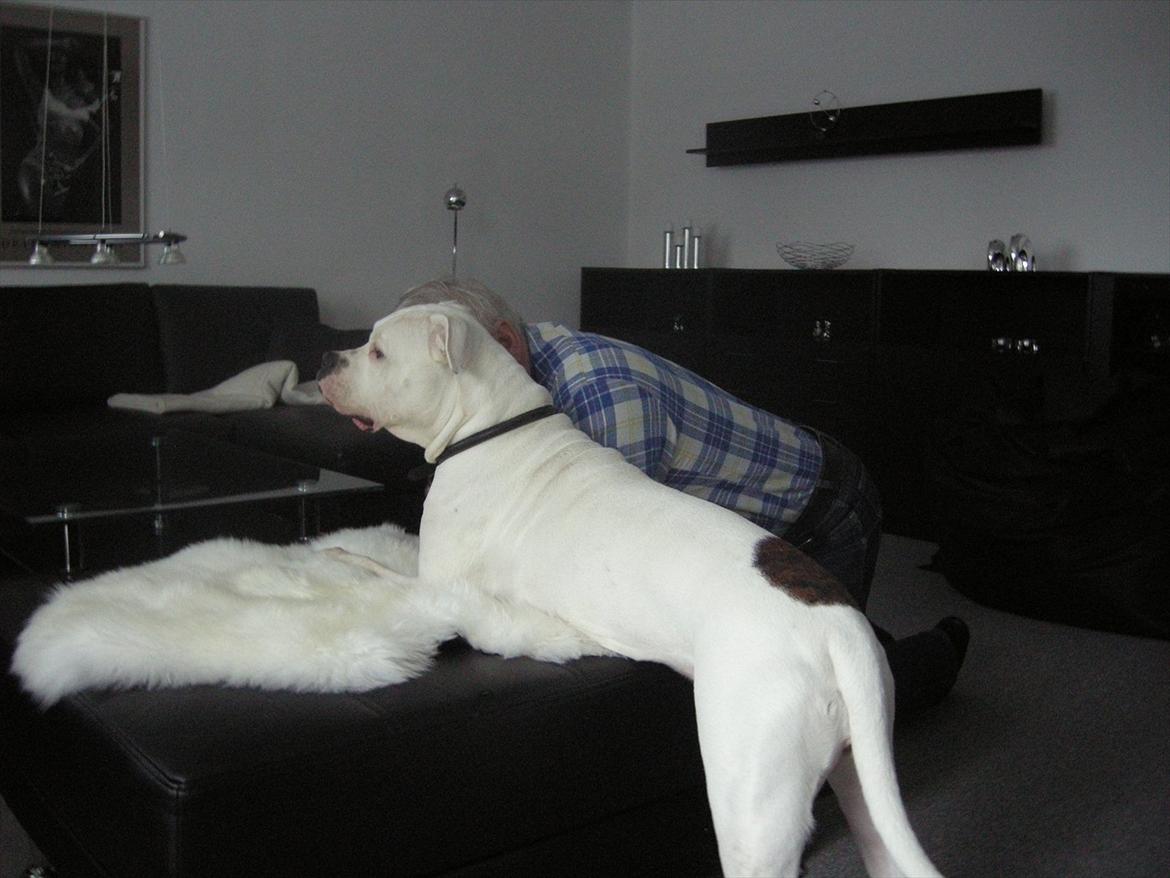 Amerikansk bulldog Kettners Esmeralda"Gaia" 11.03.2007-23.07.2019 billede 10