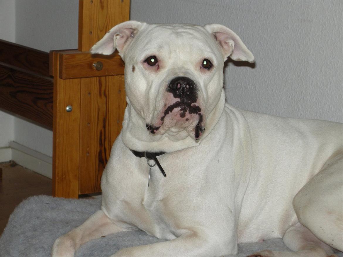 Amerikansk bulldog Kettners Esmeralda"Gaia" 11.03.2007-23.07.2019 billede 16