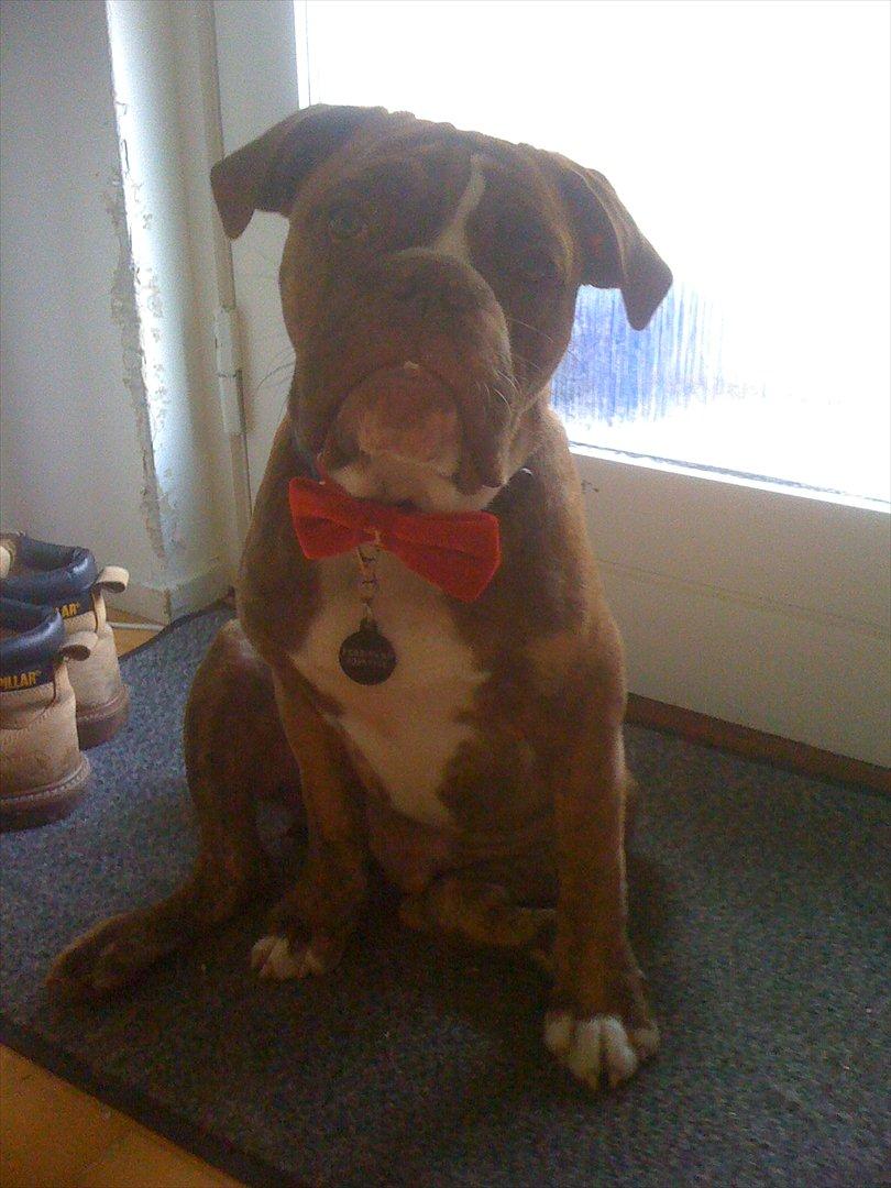 Olde english bulldogge Ferdinand billede 1