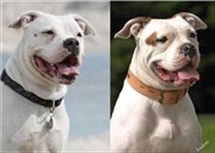 Amerikansk bulldog Kettners Esmeralda"Gaia" 11.03.2007-23.07.2019 - Gaia og hundemor Tequila  billede 17