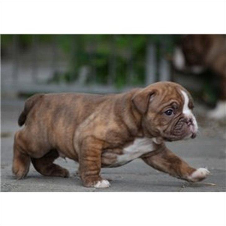Olde english bulldogge Ferdinand billede 3