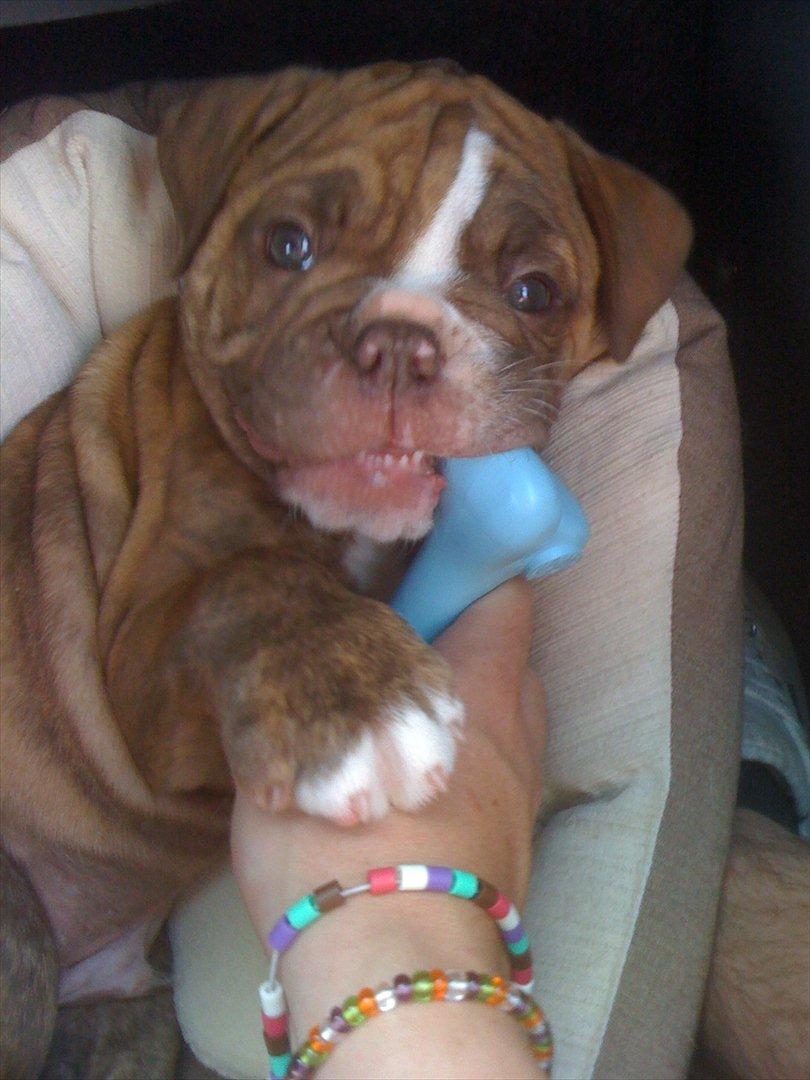 Olde english bulldogge Ferdinand billede 4