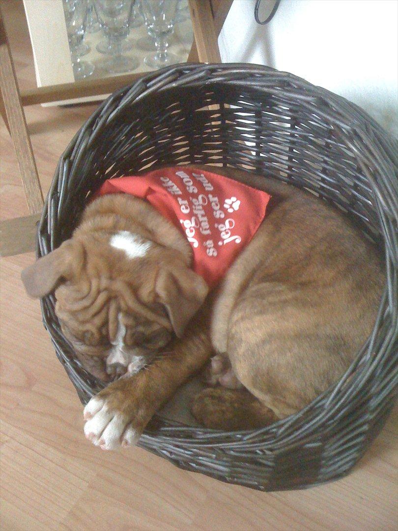 Olde english bulldogge Ferdinand billede 11