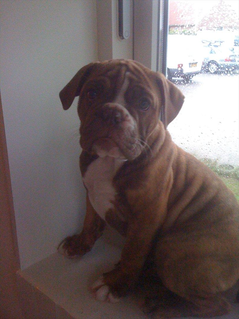 Olde english bulldogge Ferdinand billede 10