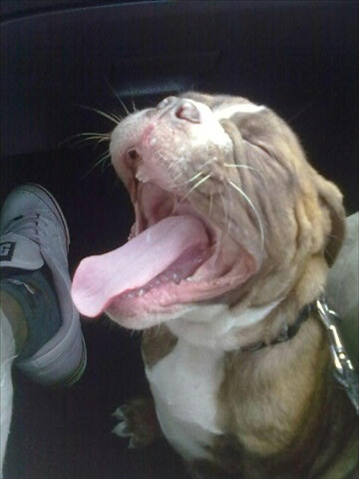 Olde english bulldogge Ferdinand billede 12