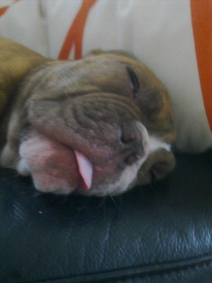 Olde english bulldogge Ferdinand billede 13