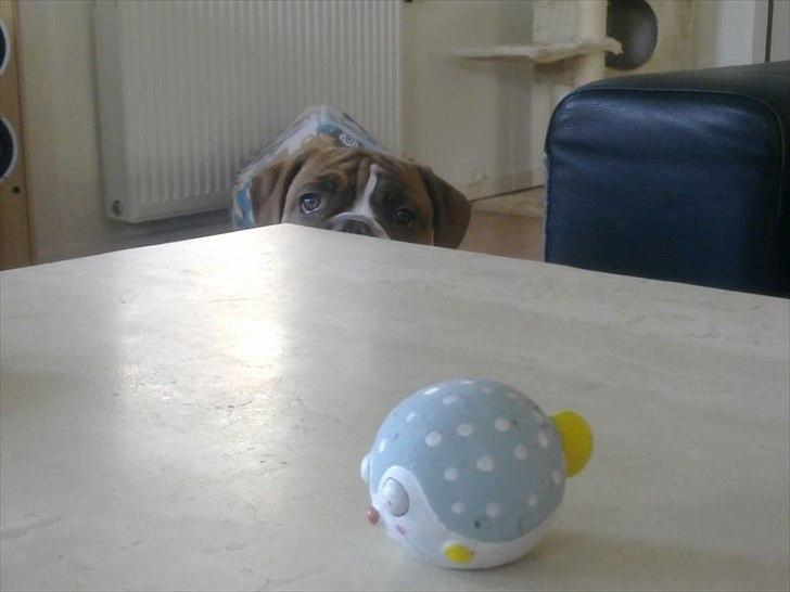 Olde english bulldogge Ferdinand billede 14