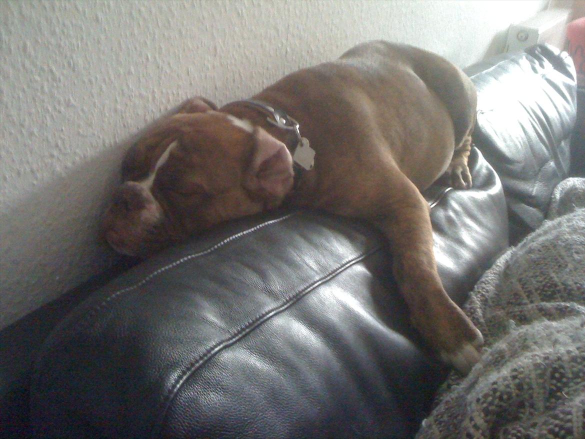 Olde english bulldogge Ferdinand billede 15