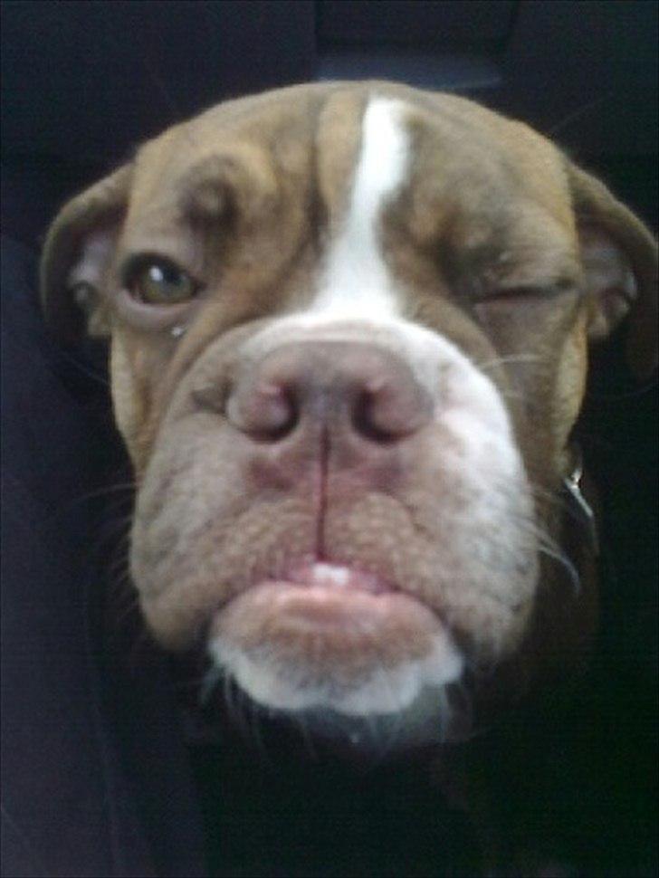 Olde english bulldogge Ferdinand billede 16