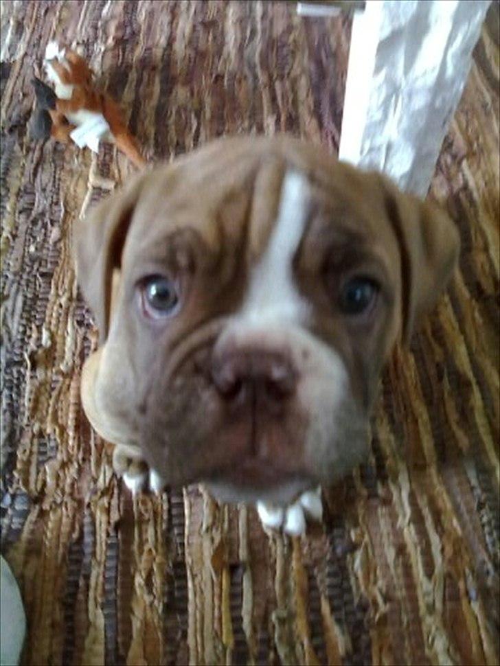 Olde english bulldogge Ferdinand billede 7